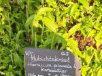 Heilkraeutergarten-5